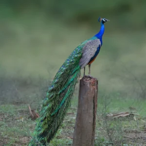 img 20250626 055726 791